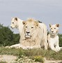 Image result for Africa Zoo