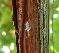 Image result for "longtailed-mealybug"