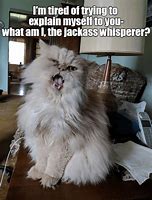Image result for A Mean Cat Meme