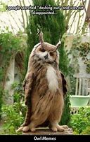 Image result for Cute Owl Memes