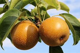 Image result for Pyrus pyrifolia