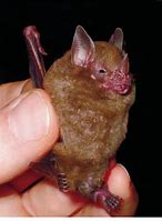 Image result for Dwarf Little Fruit Bat