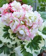 Image result for Westdale appleblossom 