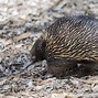 Image result for Echidna Species