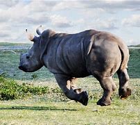 Image result for Rhino Running