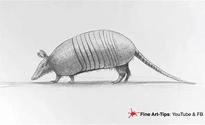 Image result for Armadillo Line Drawing