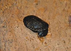 Image result for Batrachemys raniceps