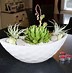 Image result for Succulent Air Plant
