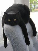 Image result for Cat On Chair MEME Funny No Words