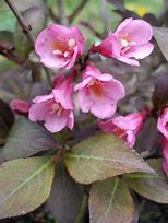 Image result for Weigela florida Minuet