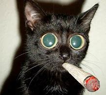 Image result for Cat Smoking Cigarrete