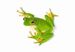 Image result for Frog PGP
