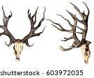 Image result for Deer Skull with Jaw