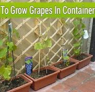 Image result for How to Plant Grapes in Containers