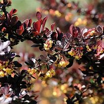 Image result for Berberis thunb. Darts Red Lady