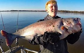 Image result for Giant Catfish Lures