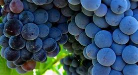 Image result for Sandlands Grenache