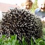 Image result for Hedgehog in a Ball