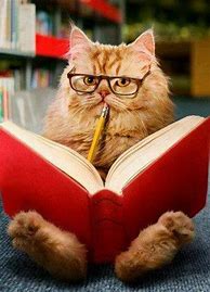 Image result for Cat Reading Meme