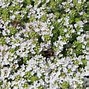 Image result for Thymus praecox Albiflorus