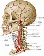 Image result for Carotid Artery to the Brain