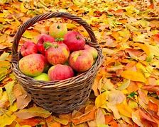 Image result for Apple's Fall Free Wallpaper