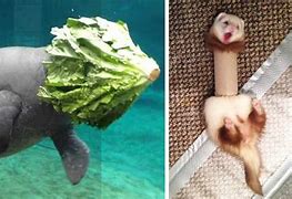 Image result for Epic Fail Animals