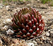Image result for Orostachys spinosa