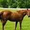 Image result for Thoroughbred Quarter Horse