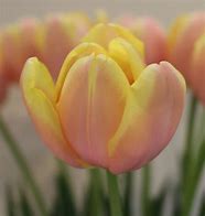 Image result for Tulipa Mango Charm