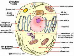 Image result for Eukaryotic Cell Diagram Simple