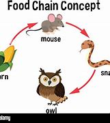 Image result for Empty Food Chain
