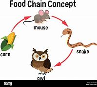 Image result for Food Chain Clip Art