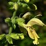 Image result for Salvia glutinosa