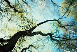Image result for Tree Branch Wallpaper