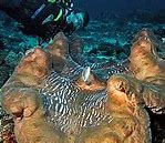 Image result for World Record Clam