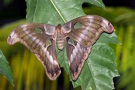Image result for The World's Biggest Moth