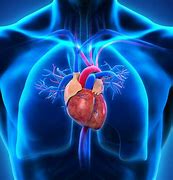 Image result for Anatomy Human Heart Wallpaper