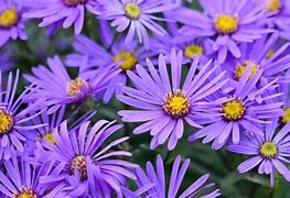 Aster amellus Blue King に対する画像結果