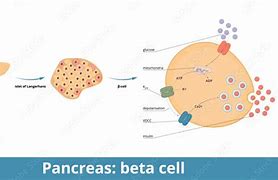 Image result for Pancreas Beta Cells