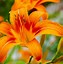 Image result for Day Lily