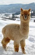 Image result for alpaca