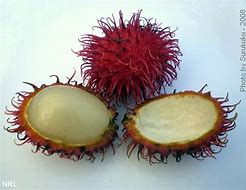 Image result for Exotic Fruits