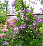 Image result for clematis vines