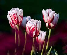 Image result for Tulip