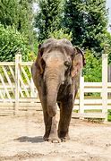 Image result for Elephant Behind Gate in Zoo