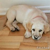 Image result for Dog Smiling Meme Cursed