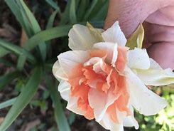 Image result for Narcissus Double Itzim