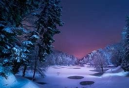 Image result for Snowy Forest