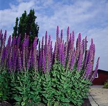 Image result for Salvia nemorosa Ostfriesland